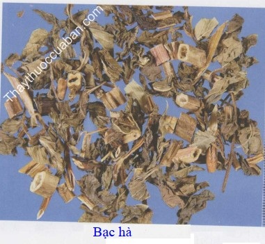 Hình ảnh vị thuốc bạc hà