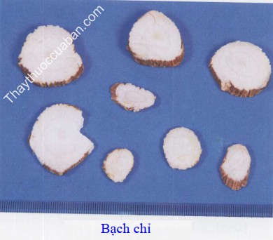 H&igrave;nh ảnh vị thuốc bạch chỉ
