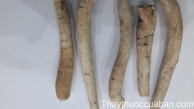 H&igrave;nh ảnh bạch thược củ