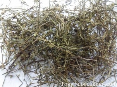 H&igrave;nh ảnh vị thuốc b&aacute;n li&ecirc;n chi