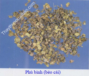 H&igrave;nh ảnh vị thuốc b&egrave;o c&aacute;i