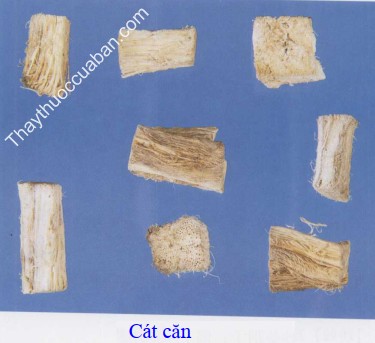 H&igrave;nh ảnh vị thuốc c&aacute;t căn
