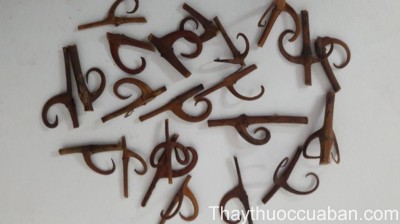 H&igrave;nh ảnh vị thuốc c&acirc;u đằng