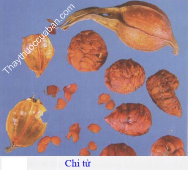 H&igrave;nh ảnh vị thuốc chi tử