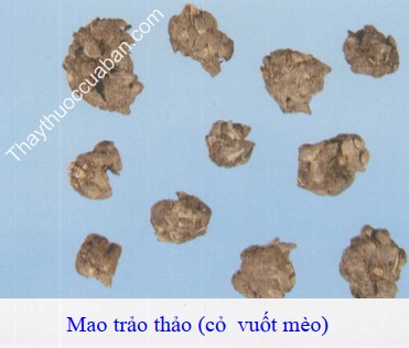 H&igrave;nh ảnh vị thuốc r&acirc;u m&egrave;o