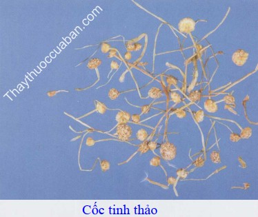 H&igrave;nh ảnh vị thuốc cốc tinh thảo