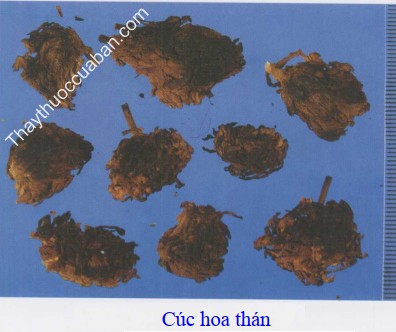 Hình ảnh cúc hoa thán