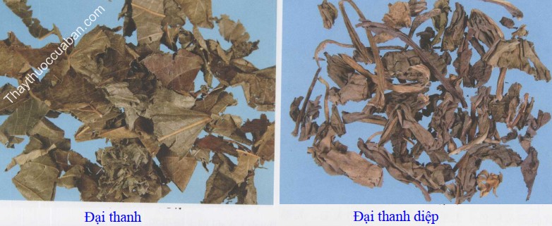 H&igrave;nh ảnh vị thuốc đại thanh