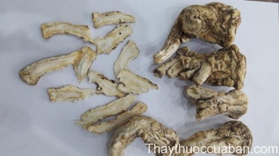 H&igrave;nh ảnh vị thuốc đương quy