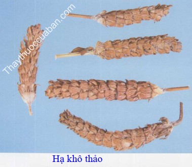 H&igrave;nh ảnh vị thuốc hạ kh&ocirc; thảo