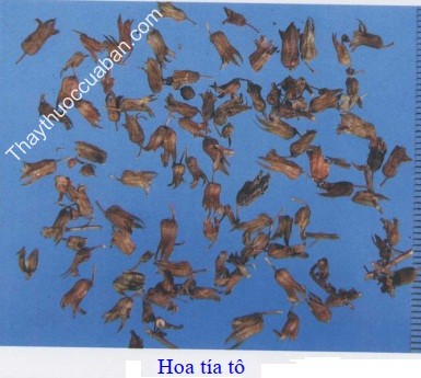 H&igrave;nh ảnh vị thuốc hoa t&iacute;a t&ocirc;