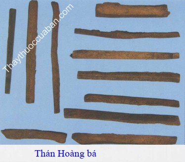 Hình ảnh vị thuốc thán hoàng bá