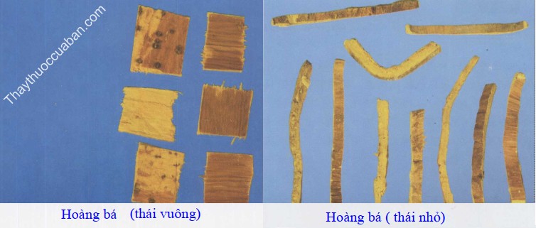 H&igrave;nh ảnh vị thuốc ho&agrave;ng b&aacute;