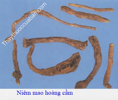 H&igrave;nh ảnh ni&ecirc;m mao ho&agrave;ng cầm