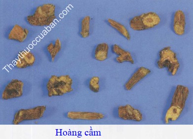 H&igrave;nh ảnh vị thuốc ho&agrave;ng cầm