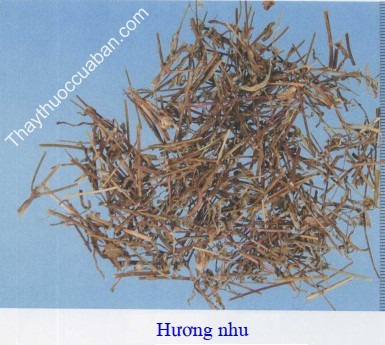 H&igrave;nh ảnh vị thuốc hương nhu