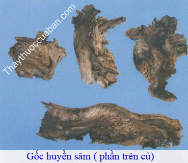 H&igrave;nh ảnh gốc huyền s&acirc;m (phần tr&ecirc;n củ huyền s&acirc;m