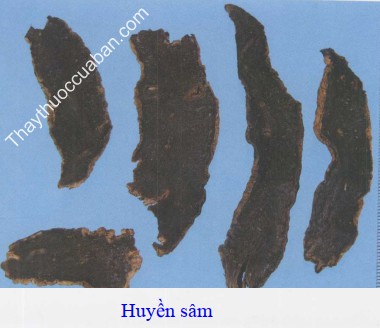 H&igrave;nh ảnh vị thuốc huyền s&acirc;m