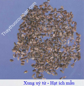Hình ảnh hạt ích mẫu