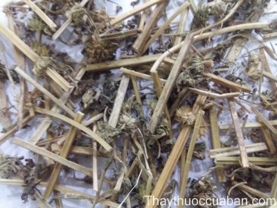 H&igrave;nh ảnh vị thuốc &iacute;ch mẫu