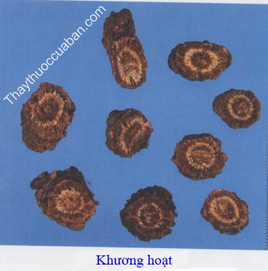 H&igrave;nh ảnh vị thuốc khương hoạt