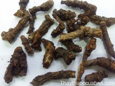 H&igrave;nh ảnh vị thuốc khương hoat