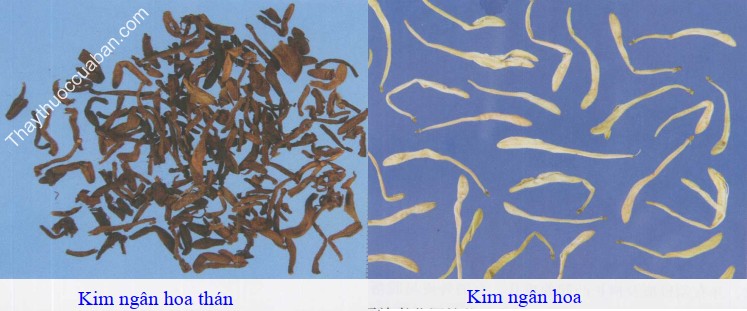 H&igrave;nh ảnh vị thuốc kim ng&acirc;n hoa