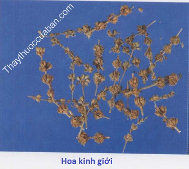 H&igrave;nh ảnh hoa kinh giới