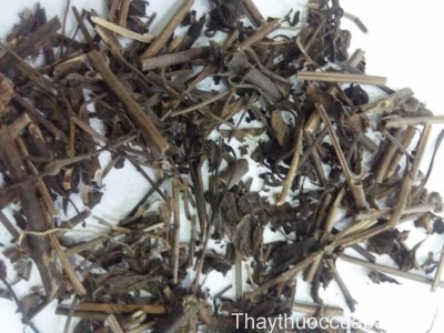 H&igrave;nh ảnh l&aacute; nh&acirc;n trần