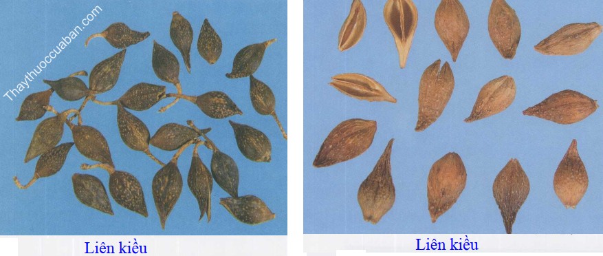 H&igrave;nh ảnh vị thuốc li&ecirc;n kiều