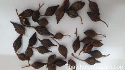 H&igrave;nh ảnh vị thuốc li&ecirc;n kiều