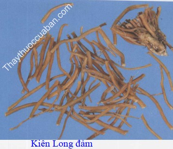 H&igrave;nh ảnh ki&ecirc;n long đảm