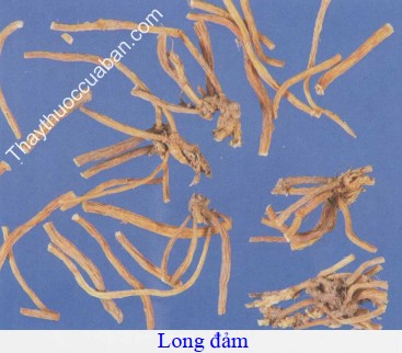 H&igrave;nh ảnh vị thuốc long đảm
