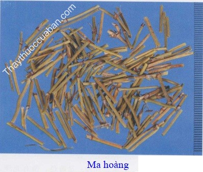 H&igrave;nh ảnh vị thuốc ma ho&agrave;ng