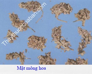 H&igrave;nh ảnh vị thuốc mật m&ocirc;ng hoa