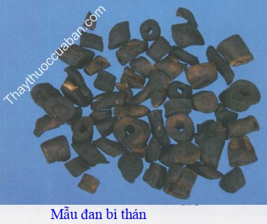 H&igrave;nh ảnh mẫu đơn b&igrave; th&aacute;n