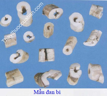 H&igrave;nh ảnh vị thuốc mẫu đơn b&igrave; (mẫu đan b&igrave;)