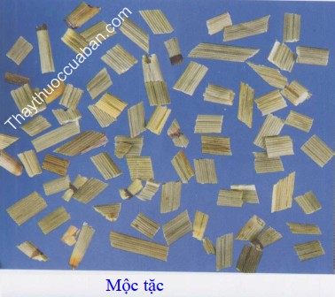 H&igrave;nh ảnh vị thuốc mộc tặc
