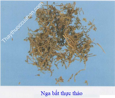 H&igrave;nh ảnh vị thuốc nga bất thực thảo (c&oacute;c mẳn)