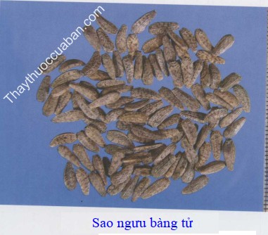 H&igrave;nh ảnh ngưu b&agrave;ng tử sao