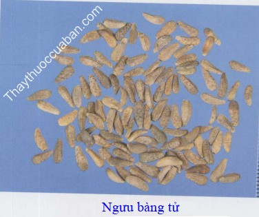 H&igrave;nh ảnh ngưu b&agrave;ng tử