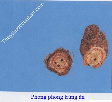H&igrave;nh ảnh ph&ograve;ng phong tr&ugrave;ng ăn (ph&ograve;ng phong hỏng)