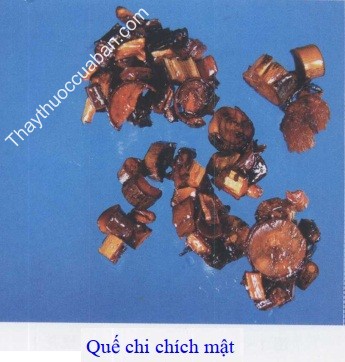 H&igrave;nh ảnh vị thuốc quế chi ch&iacute;ch mật