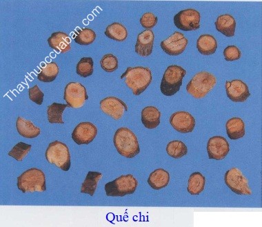 H&igrave;nh ảnh vị thuốc quế chi