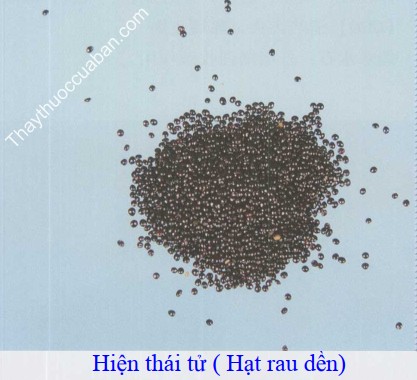 H&igrave;nh ảnh hạt rau dền (hiện th&aacute;i tử)