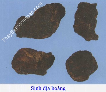 H&igrave;nh ảnh sinh địa ho&agrave;ng