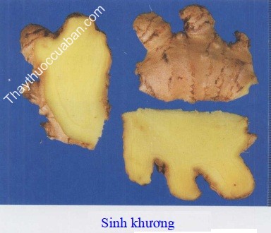 H&igrave;nh ảnh vị thuốc sinh khương