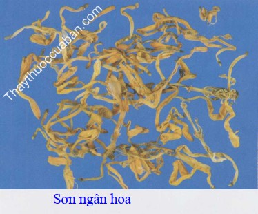 Hình ảnh vị thuốc sơn ngân hoa