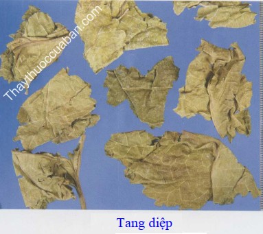 H&igrave;nh ảnh vị thuốc tang diệp
