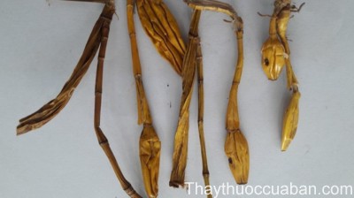 H&igrave;nh ảnh vị thuốc thạch hộc